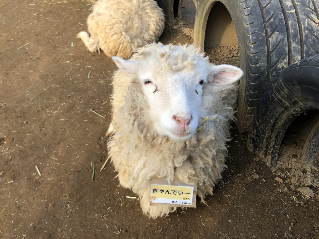 こどもと羊をもふもふしたりヤギに餌をあげる 成田ゆめ牧場 佐原瑠能の記録