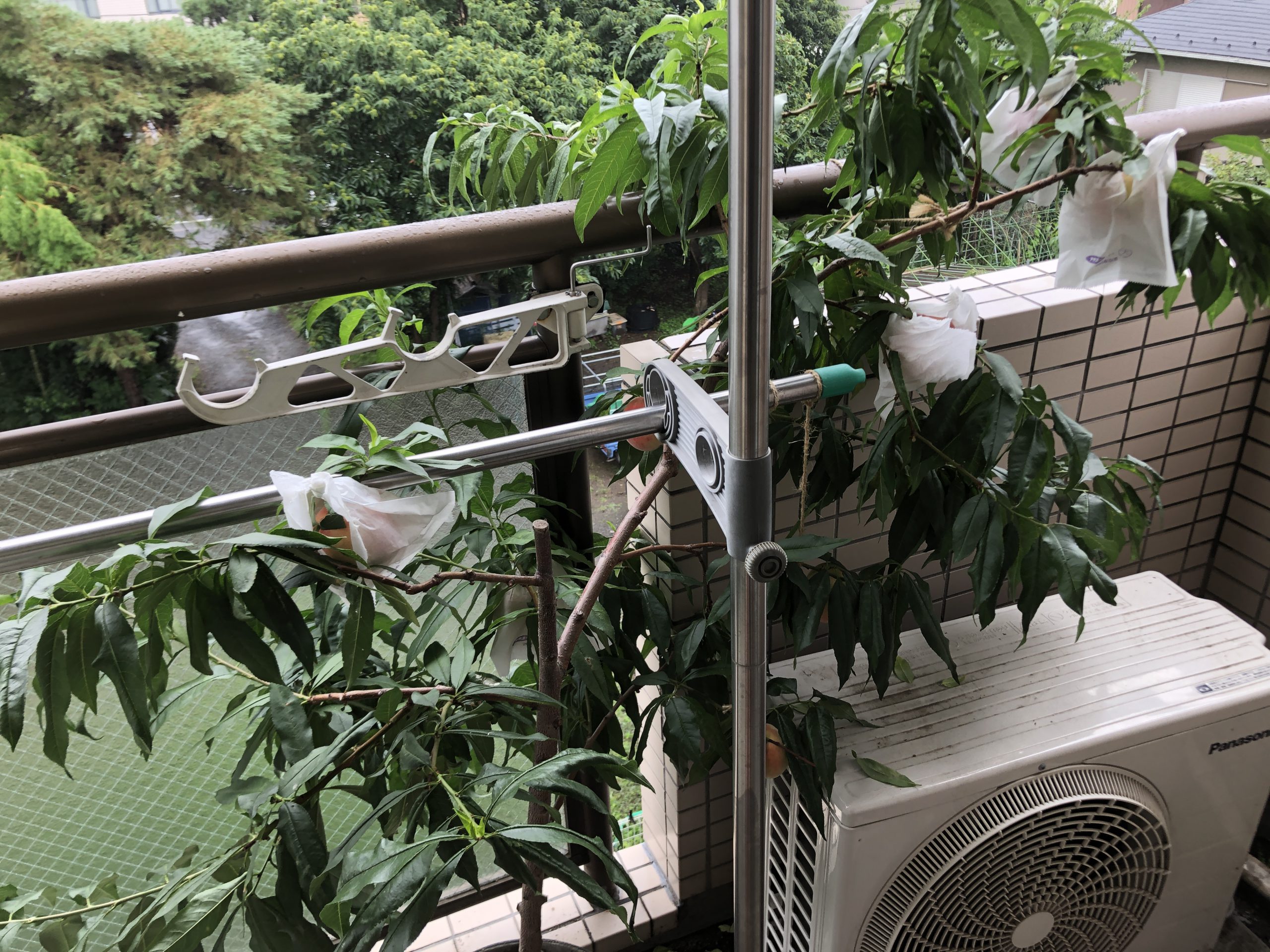 ベランダで桃を育てる 育て方 佐原瑠能の記録