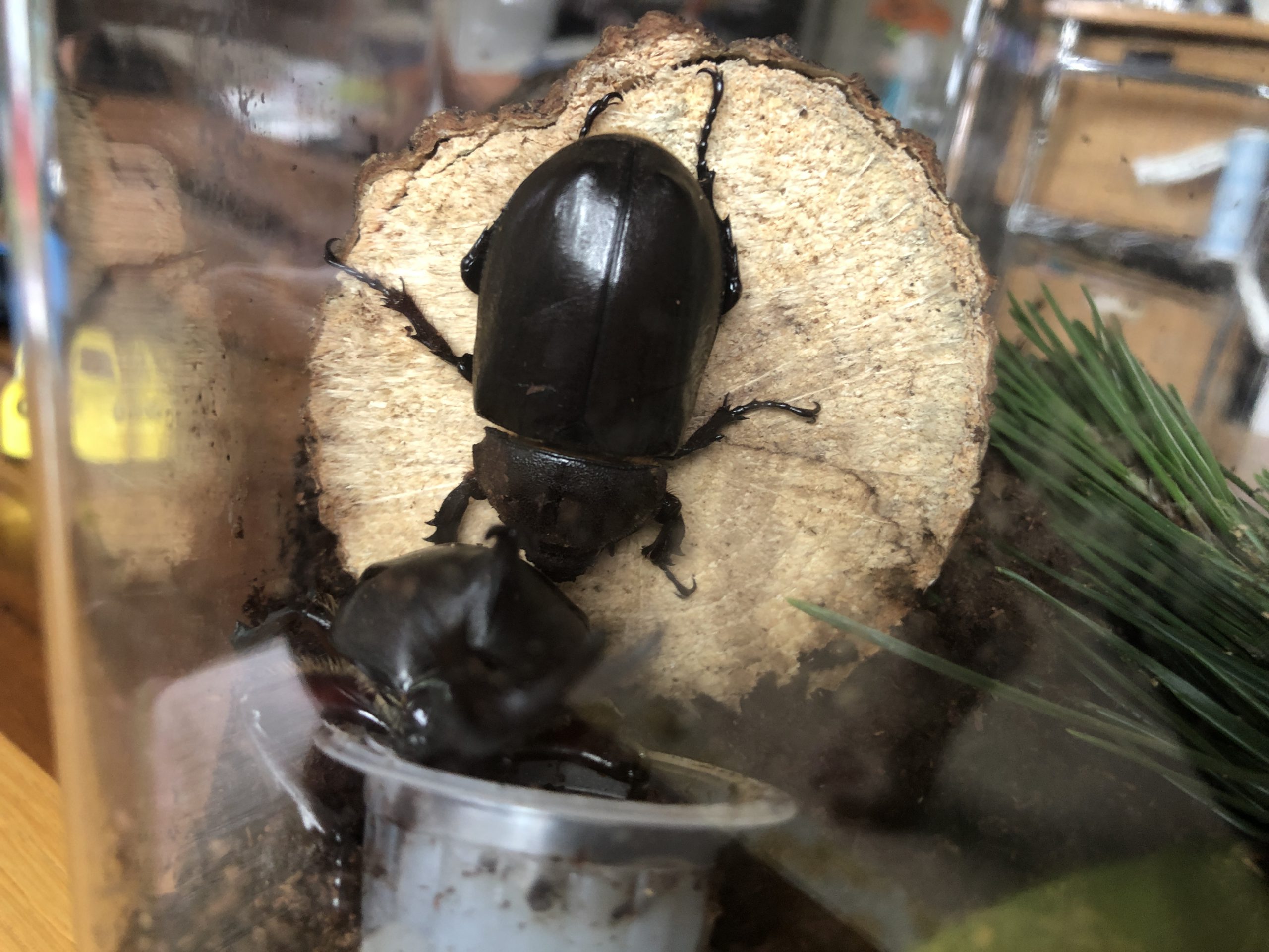 こどもとカブトムシを育てる 年 21年 佐原瑠能の記録