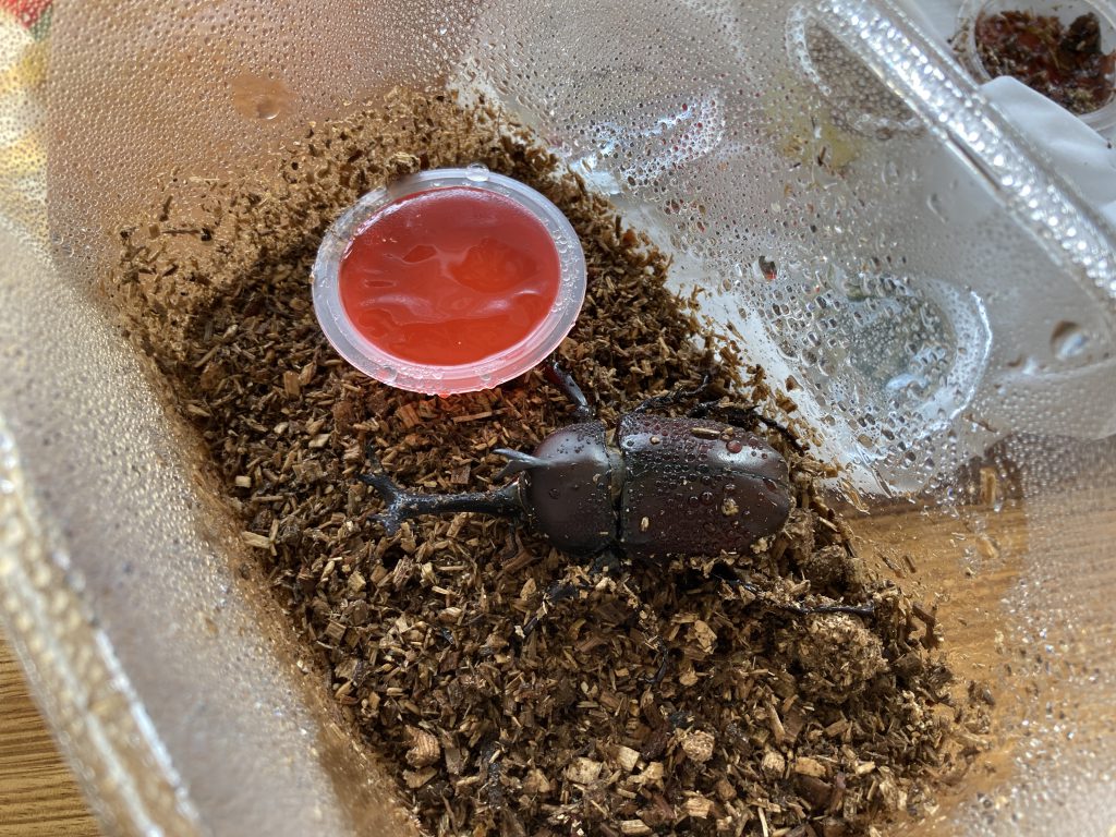 こどもとカブトムシを育てる 年 21年 佐原瑠能の記録