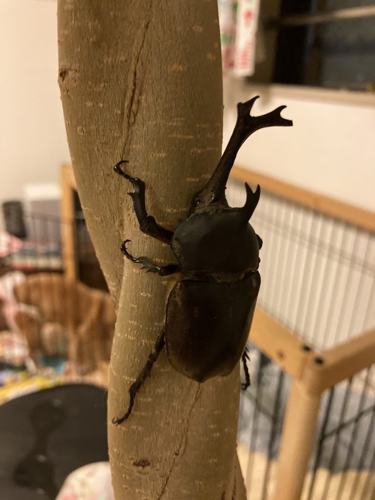 こどもとカブトムシを育てる 年 21年 佐原瑠能の記録