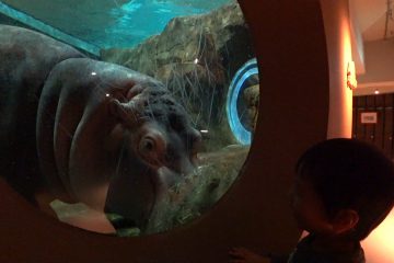 こどもとペンギン アザラシとカバを水の中から覗く 旭山動物園 佐原瑠能の記録