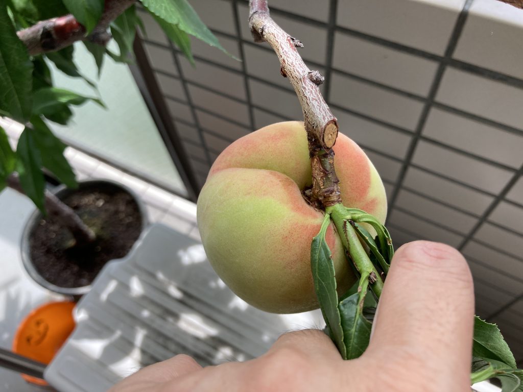 ベランダで桃を育てる 育て方 佐原瑠能の記録